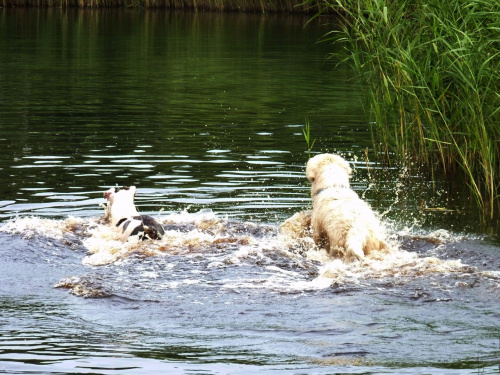 Brutus i Lola, Kruczek, lipiec 2011