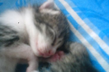 KOCIAKI 6-DNIOWE #kotki