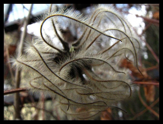 pozostałości po klematysie (clematis)