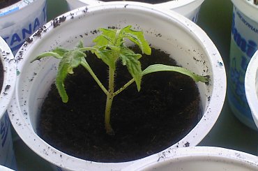 #pomidor #pomidory #sadzonki #ogródek #tunel