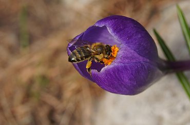 #pszczoła #pszczoły #zwierzęta