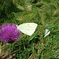 Bielinek kapustnik (Pieris brassicae) motyl dzienny z rodziny bielinkowatych (Pieridae).
Rozpiętość skrzydeł 5-6 cm. Wierzchołek I pary skrzydeł z czarną plamą. Występuje wyraźny dymorfizm płciowy. Samice mają na skrzydle pierwszej pary dwie czarne pla...