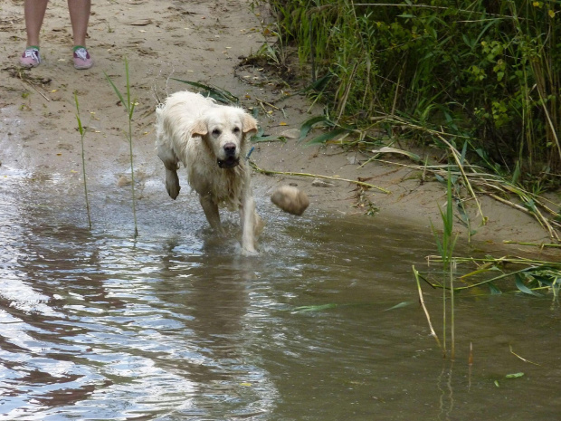 Brutus, Choszczówka, lipiec 2011