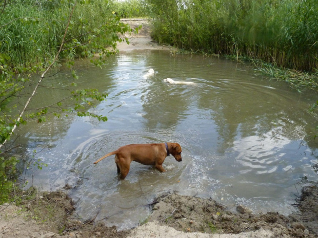 Zoja, Brutus i Duffel, Choszczówka, lipiec 2011