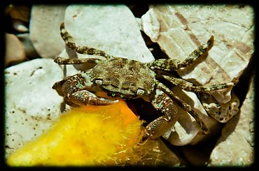 krab i pestka #budapeszt #chorwacja #krab #miasteczko #widok