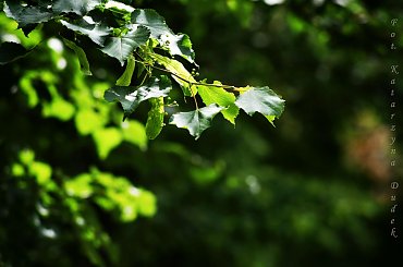 #przyroda #zieleń #osika #liście