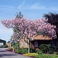 paulownia puszysta