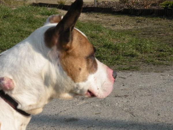 amstaff i pitbul