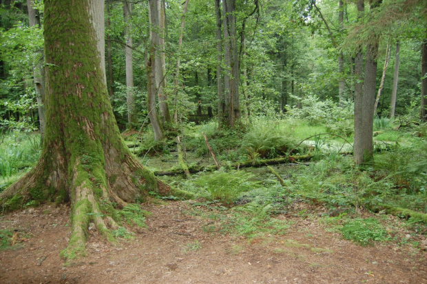 białowieża 2011