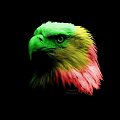 #reggae #rasta #wallpaper #eagle