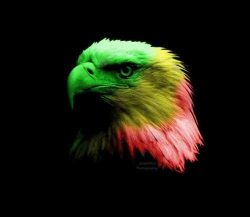 #reggae #rasta #wallpaper #eagle