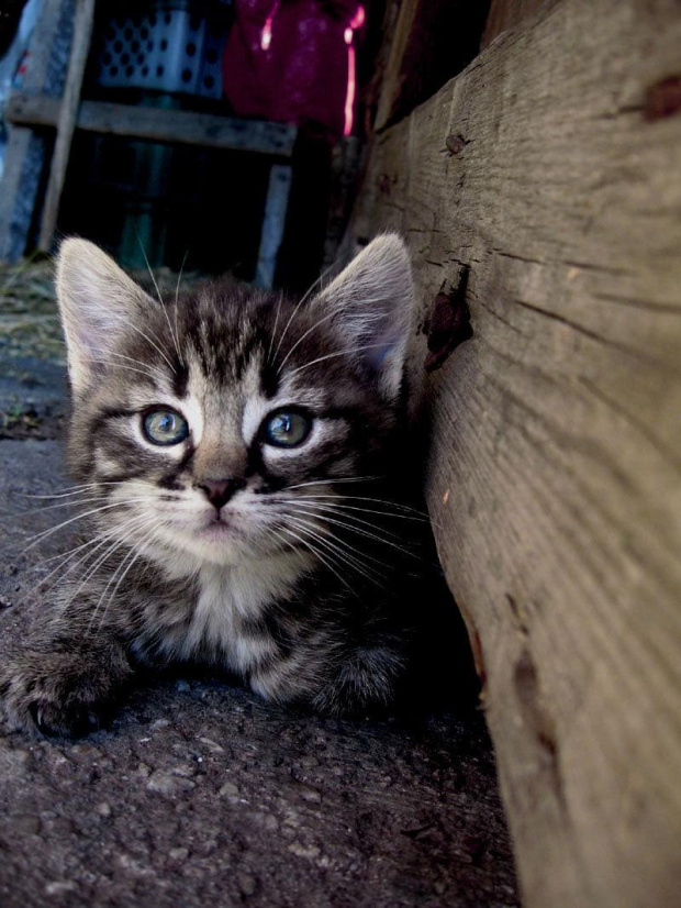 Jedna z moich kotek - Tygryska, będąc jeszcze brzdącem :) #kot #kotka #kotek #koty #zwierzęta