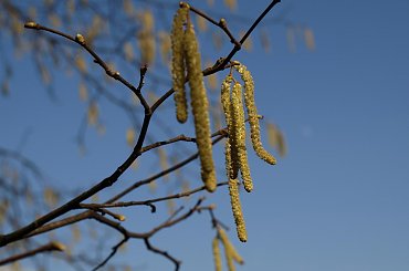 #leszczyna #roślina #kwiat #krzew #kwiaty #kwitnie #wiosna