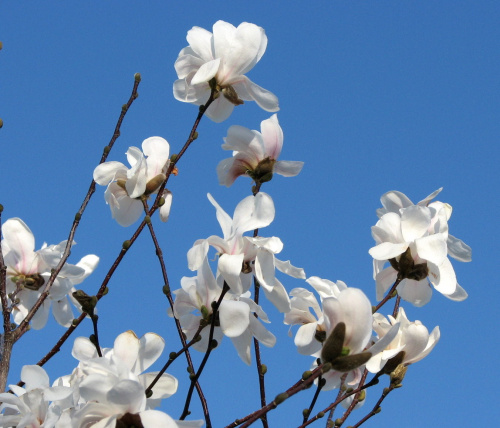 Anielsko pachnące gwiazdy,czyli magnolia gwiazdzista-biala