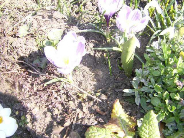 krokusy białe z odcieniem lila