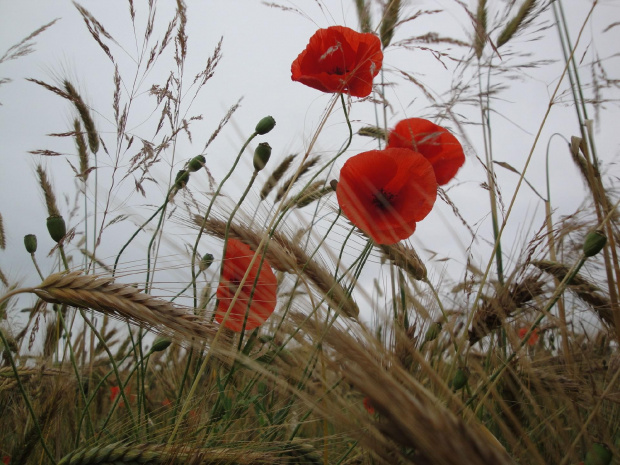 Czerwone maki w zbożu, potargane przez wiatr - Kaszuby 2011